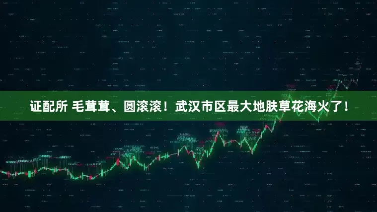 证配所 毛茸茸、圆滚滚！武汉市区最大地肤草花海火了！